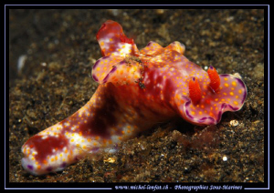 Nudibranchia on the sand of Lembeh Strait... :O)... by Michel Lonfat 